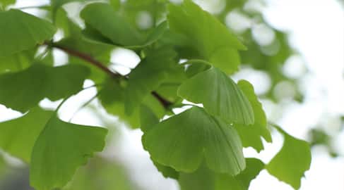 Anti age BODYPUR + TELOMERE